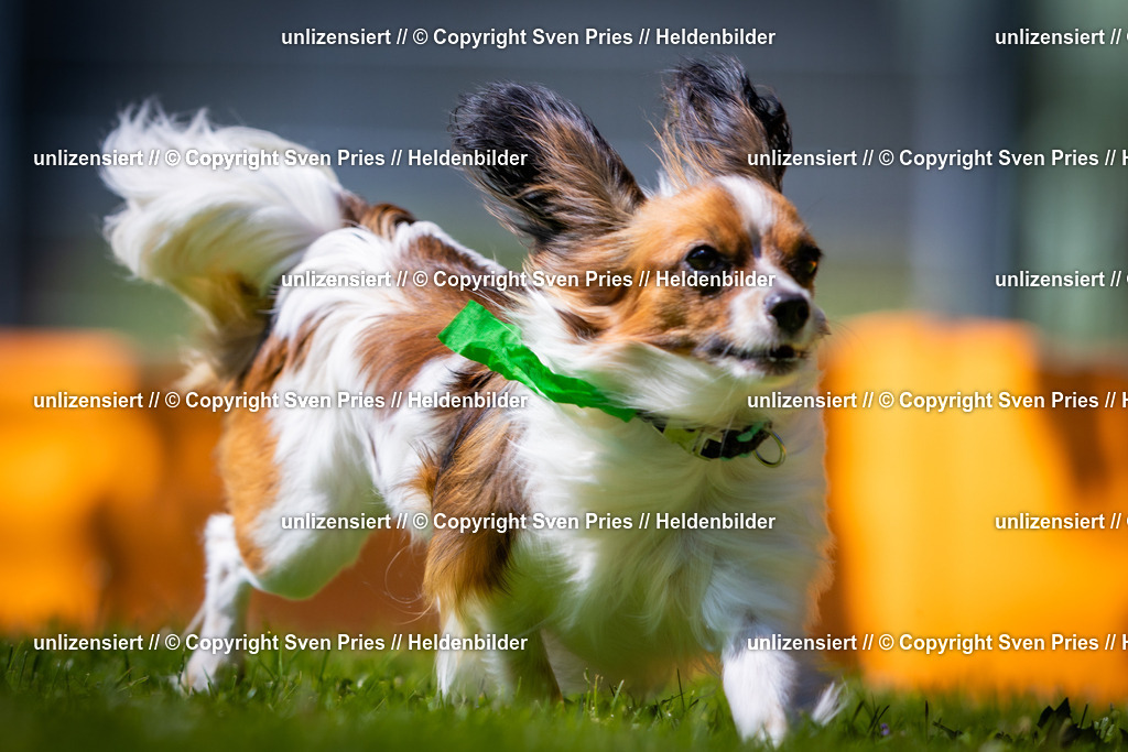 Sven Pries | 2025-08-10 - Hunderennen Durlach - Realisiert mit Pictrs.com