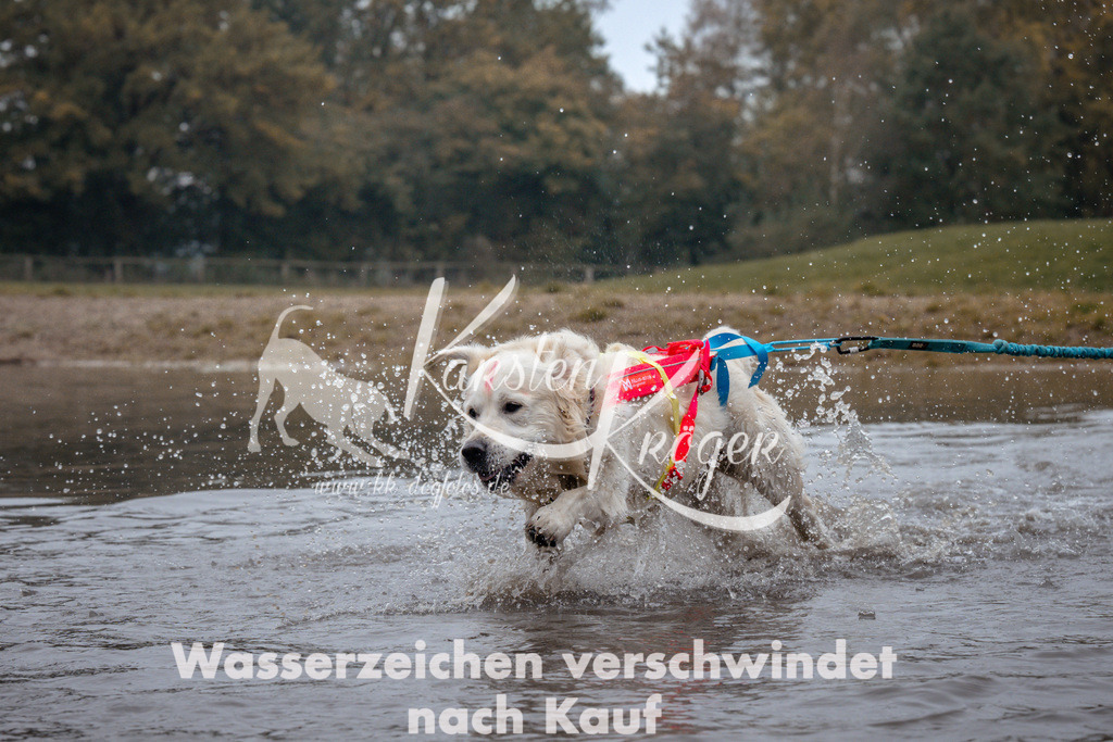 1017_ZZ98929 | kk-dogfotos