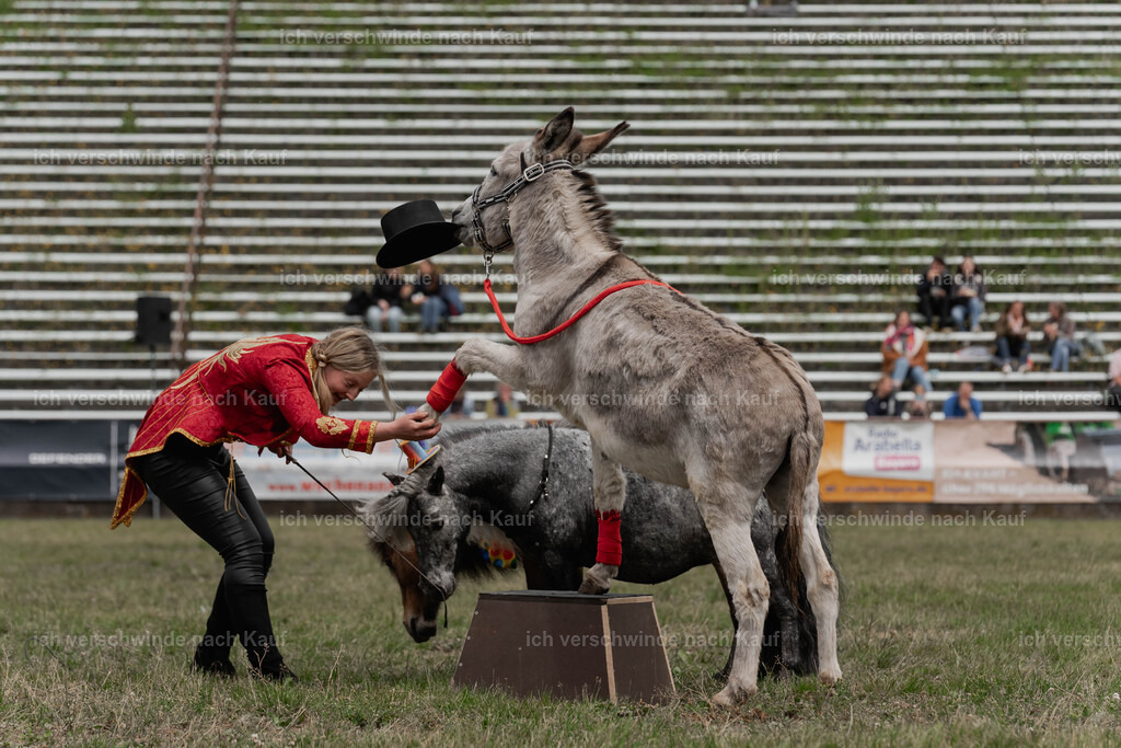 Showprogramm-266 | working equitationturnier fotograf videograf stoibphotography marixx film working equitation deutschland reitsport turnierfotografie eventfotografie equestrian events