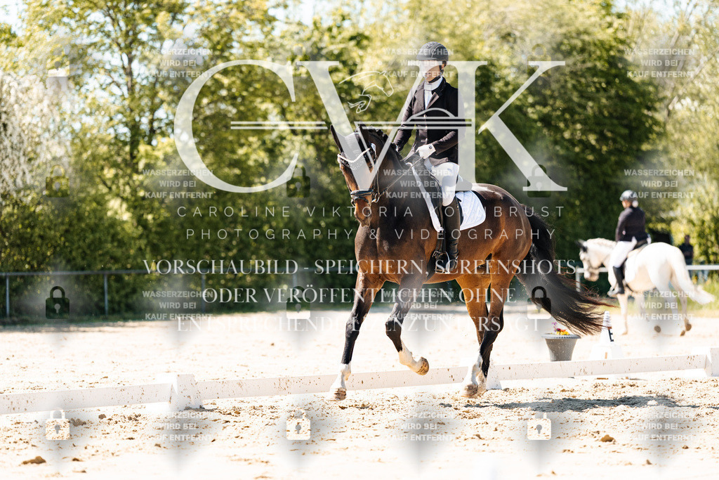 CK905451 | Turnierfotografie Pferdefotografie Trier Rheinland-Pfalz Pferdesport Reitsport Tierfotografie Sportfotografie Pferdevideo Pferdevideografie Equestrianvideography equestrianphotography  - Realisiert mit Pictrs.com