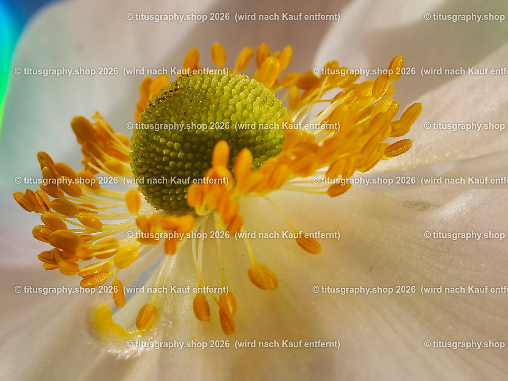 titusgraphy_P9080932-vz-ln-a-q | titusgraphy-shop: Geschenkideen mit Qualitätsfotos. titusgraphy-shop: gift ideas with quality photos. titusgraphy-shop: idées cadeaux avec photos de qualité.  - Realisiert mit Pictrs.com