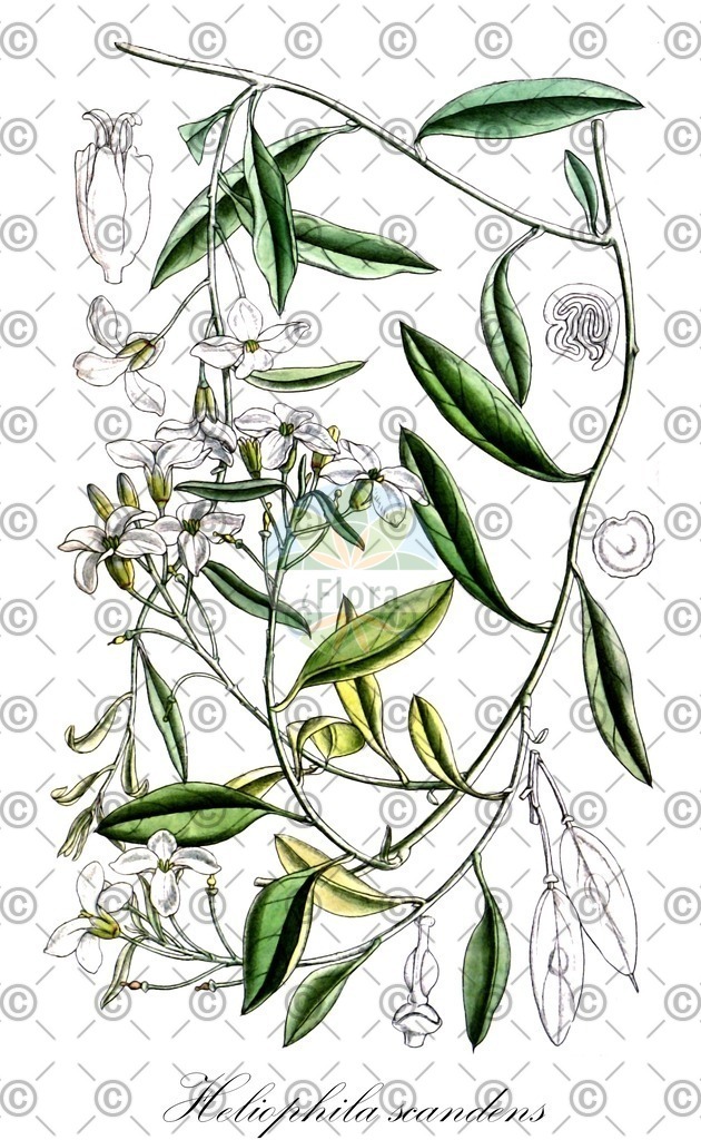 HistAbb_EMP_109806_1_FloraD_Simple | Historische Abbildung von Heliophila scandens - Brassicaceae | Historical Illustration of Heliophila scandens - Brassicaceae