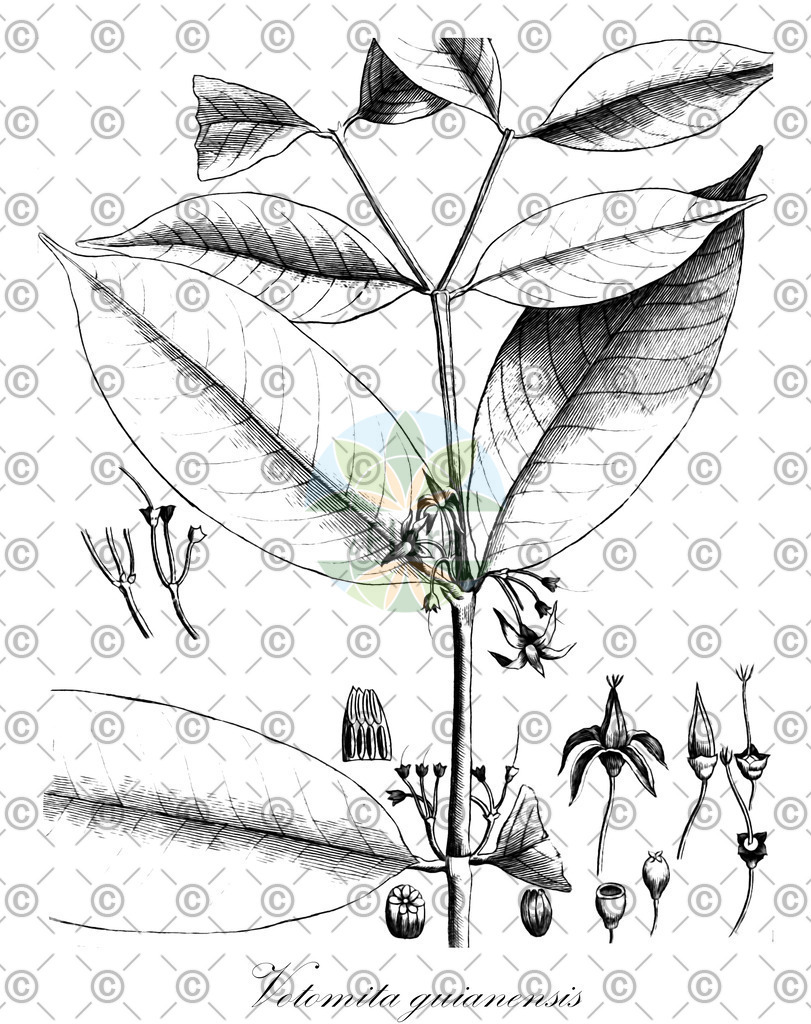 HistAbb_wfo-0001135200_1_ENZY_Simple | Historische Abbildung von Votomita guianensis - Melastomataceae | Historical Illustration of Votomita guianensis - Melastomataceae