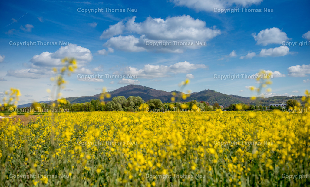 Rapsbluete-bergstrasse-odenwald-fruehling-hessen-Fotografie-Thomas-Neu-13 | Ein leuchtend gelbes Rapsfeld prägt im Frühjahr die Landschaft an der Bergstraße. Im Hintergrund erheben sich die bewaldeten Hügel des Odenwaldes mit dem markanten Melibokus und dem Schloss Auerbach ,Bild: Thomas Neu