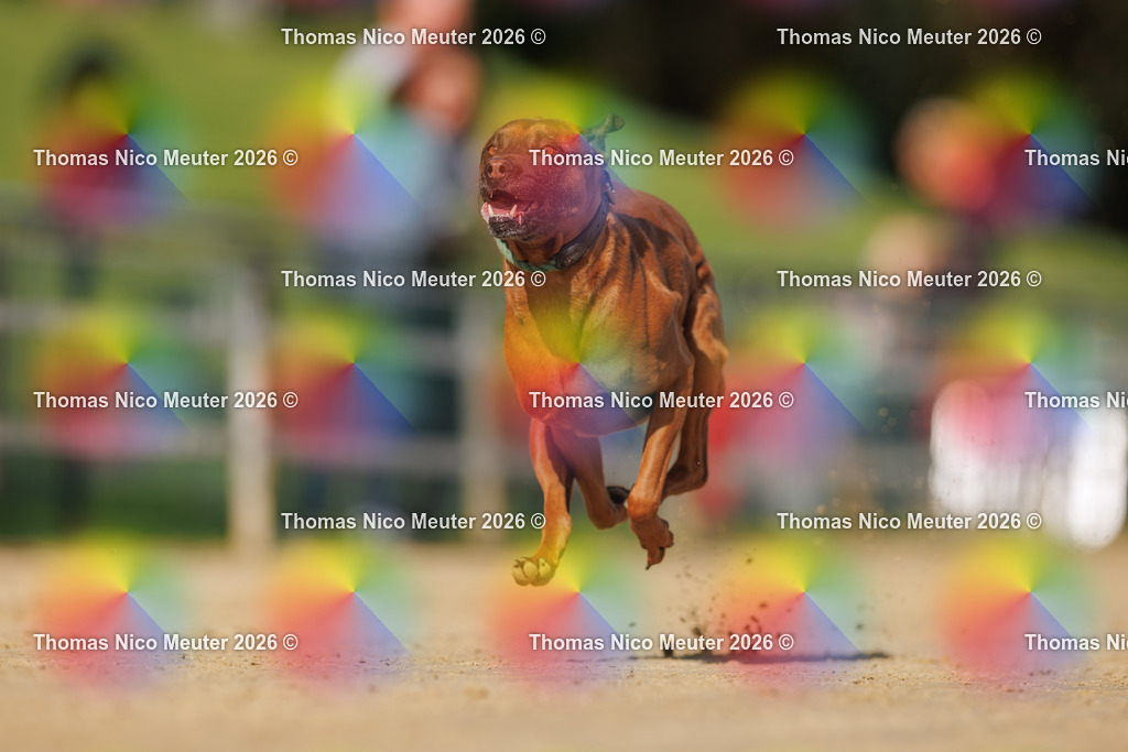 Thomas_Nico_Meuter(C)_03. Oktober 2026_223A3769 | Bild von Thomas Nico Meuter - Realisiert mit Pictrs.com