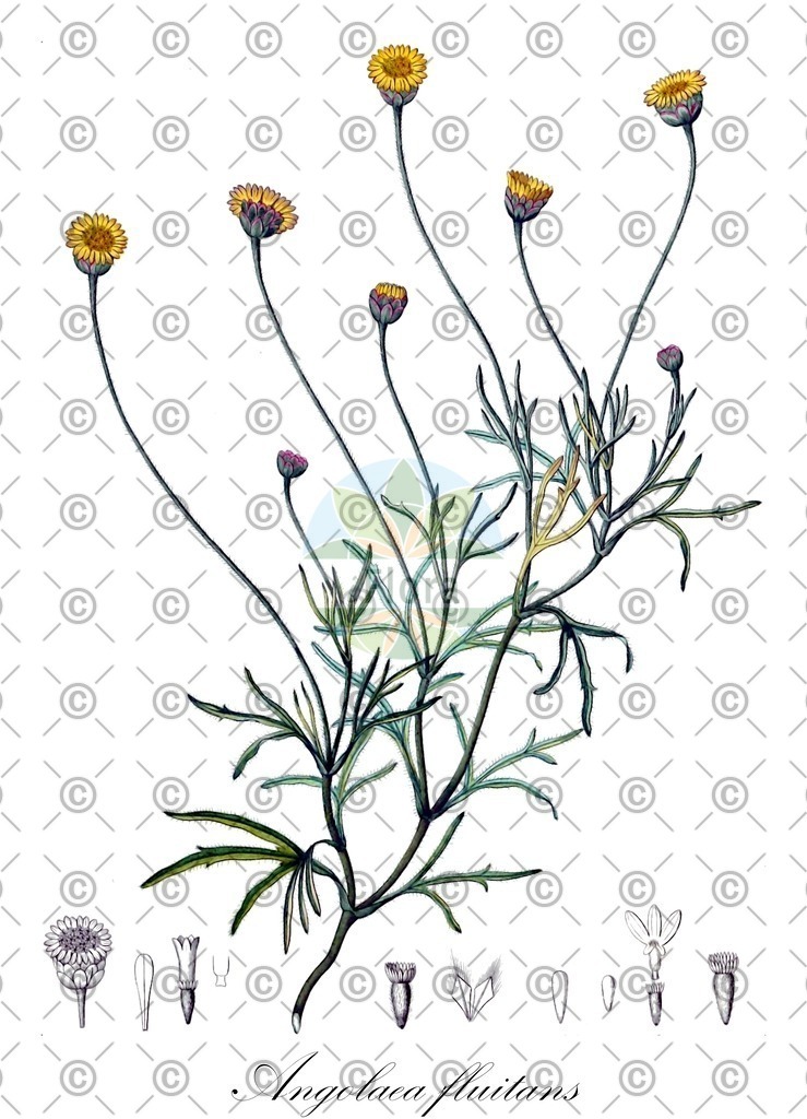 HistAbb_wfo-0000536542_516_ENZY_Simple | Historische Abbildung von Angolaea fluitans - Podostemaceae | Historical Illustration of Angolaea fluitans - Podostemaceae