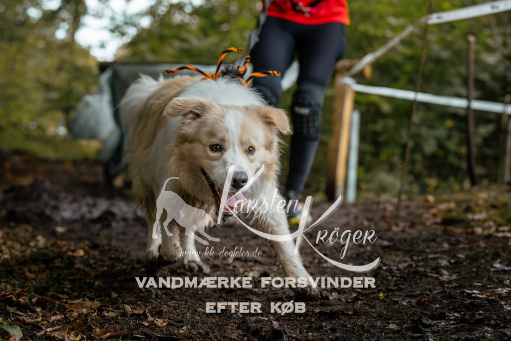 1431DZ6_2731Z6 | kk-dogfotos