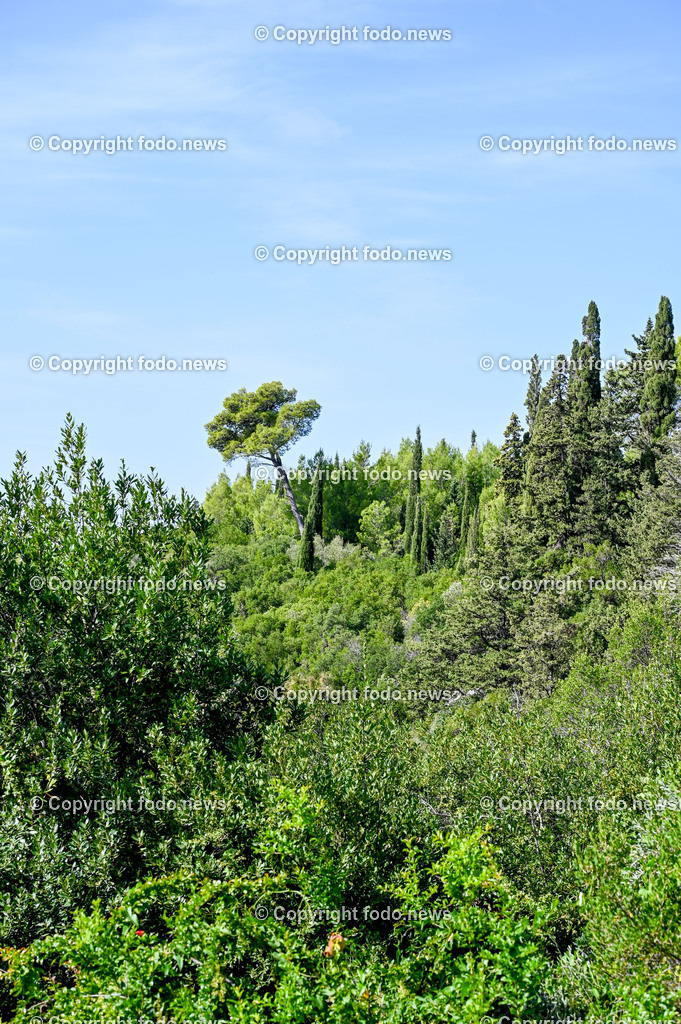 Arboretum von Trsteno_ Kroatien_ 11.10.2023-113 | 11.10.2023, Kroatien, HRV, Trsteno im Bild Arboretum, Trsteno, Hafen, Pflanzen, Brunnen, Neptunbrunnen, Wege, Palmen, Eukalyptus, Lorbeer, Kakteen, Zitrus, Oliven, Filmkulisse Game of Thrones

Das Arboretum von Trsteno befindet sich etwa 18 Kilometer nordwestlich der Stadt Dubrovnik im Sueden Kroatiens. Als einziges Arboretum an der oestlichen Adria-Kueste stellt es die aelteste Sammlung exotischer Baeume und Pflanzen des Landes dar.
Die Gartenanlage befindet sich entlang der Kuestenstraße zwischen den Ortschaften Orašac und Slano.
Quelle: Wikipedia