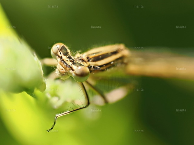 Blaue Federlibelle (Platycnemis pennipes) | Inanta - Realisiert mit Pictrs.com