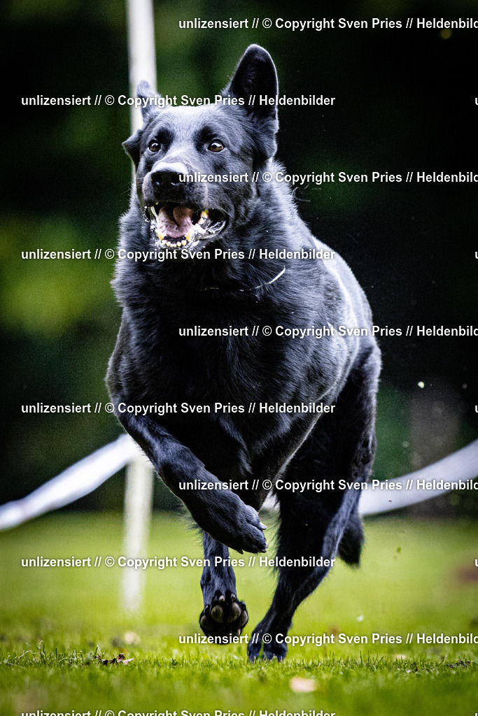 Sven Pries | 2025-10-03 - Hunderennen Obergrombach - Realisiert mit Pictrs.com