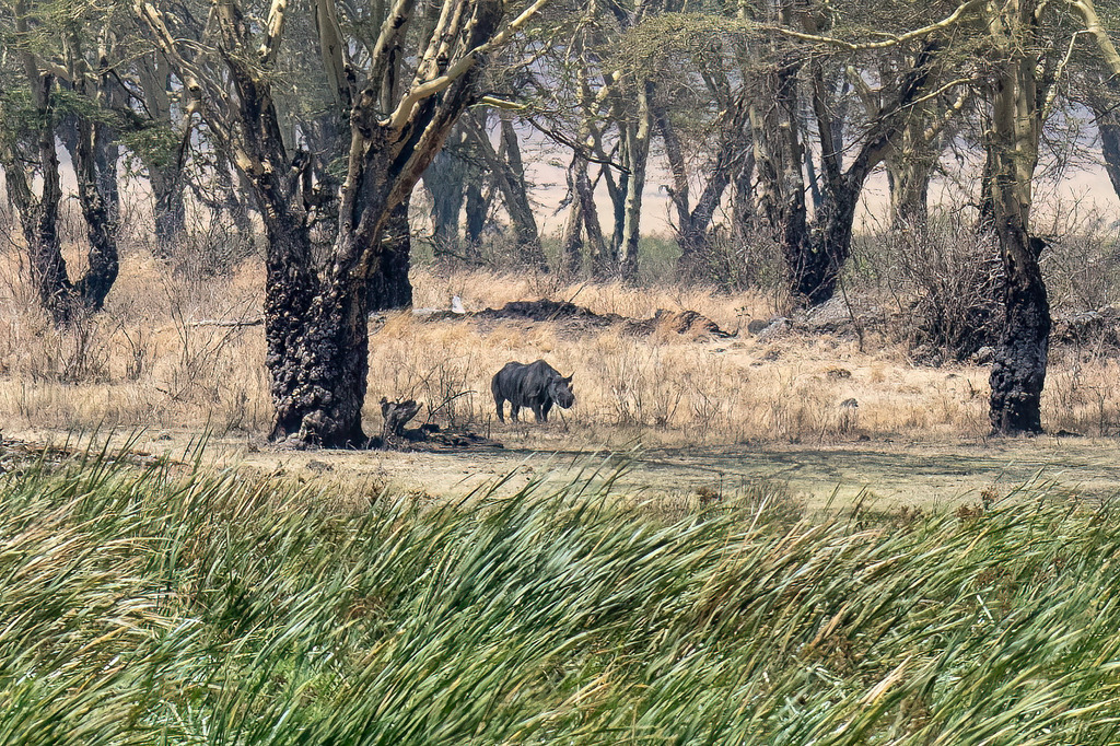 Ngorongoro Naturschutzgebiet - 1. October 2022 | Nashorn im Ngorongoro Naturschutzgebiet.
Bild: Sportfotografie Markus Aeschimann | www.markus-aeschimann.ch - Realisiert mit Pictrs.com