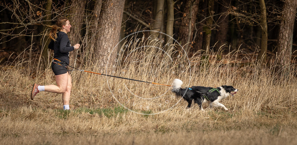 DV3A4114 | Hundefotografie, Tierfotograf, Pfotenfotografie, Fotoshooting Hund, Hunde Portrait, Hundesport, Hundeportraits, Heideshooting, Hunde, Sportfotograf, Hundefotograf, Turnierhundsport, THS,  - Realisiert mit Pictrs.com