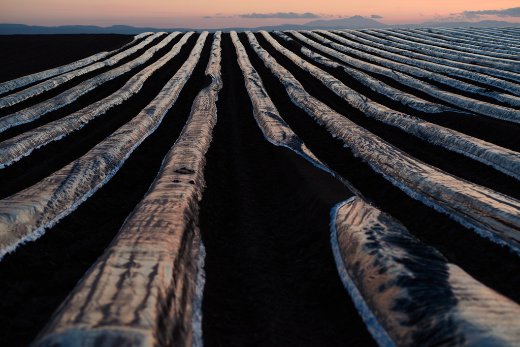 Spargelfeld im Abendlicht | Austria - January 12, 2014: mit Kunststoff abgedecktes Spargelfeld im Abendlicht. - Realisiert mit Pictrs.com