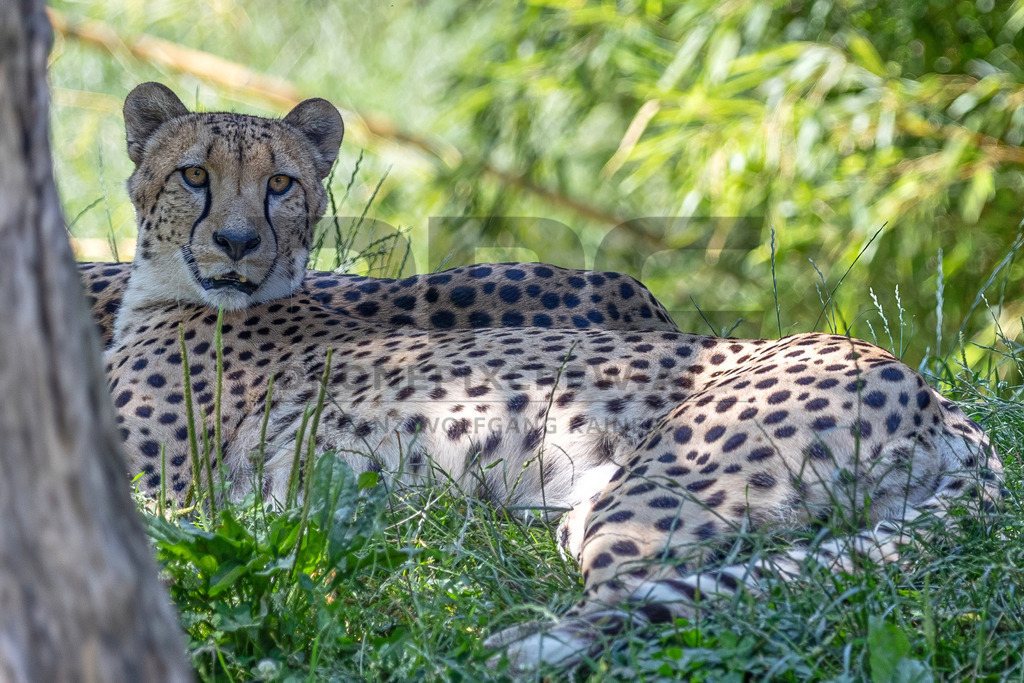 Gepard in Bewegung | Ein Gepard durchstreift das hohe Gras. Kraft, Eleganz und Geschwindigkeit vereinen sich in diesem Moment der Wildtierfotografie. - Realisiert mit Pictrs.com