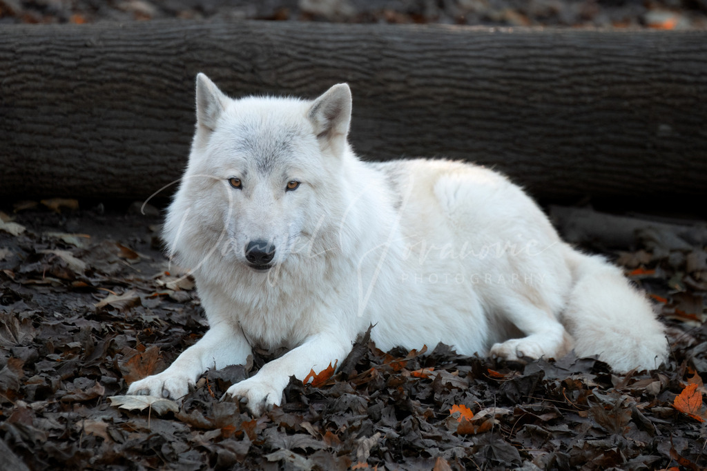 Arktischer Wolf | Der wunderschöne Arktische Wolf 