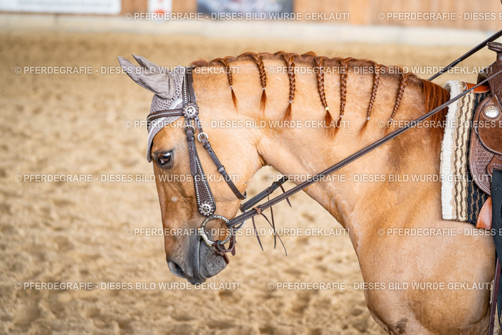 DSC08883 | Pferdegrafie