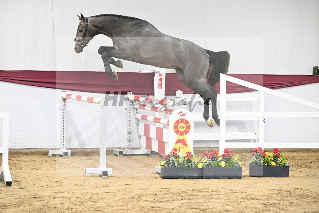 Kat-Nr. 11 Clarimo x Corrado I_Josef Schoenweiler_ 47250158 | hf-fotografie - Realisiert mit Pictrs.com