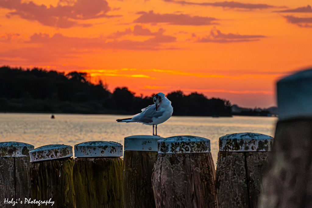 The Magic of the Sunset | Holzisphotography, Landschaftsfotografie, Wildlifefotogorafie - Realisiert mit Pictrs.com
