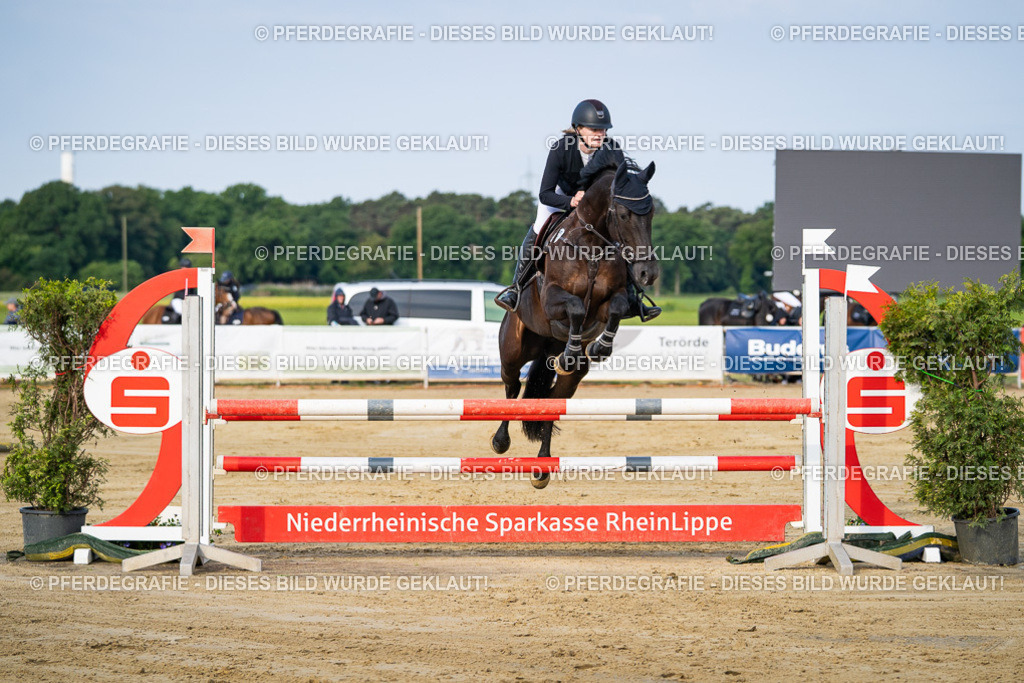 DSC02469 | Pferdegrafie