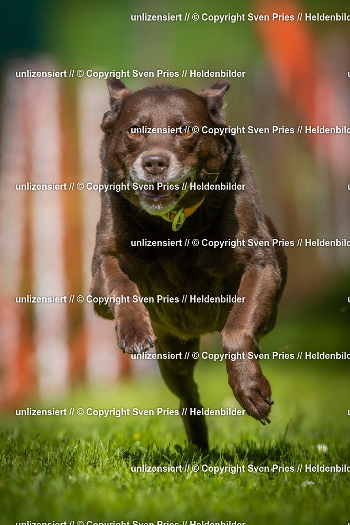Hunderennen_April_2026_395 | 2026-04-26 - Hunderennen Baden-Oos April 2026 - Realisiert mit Pictrs.com