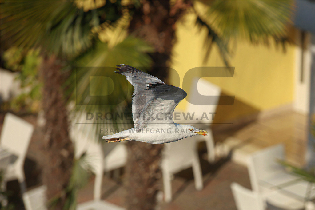 Yellow-legged Gull (Larus michahellis) | Yellow-legged Gull (Larus michahellis), a large gull species commonly found along Mediterranean coasts, rocky shorelines, harbours and coastal areas. - Realisiert mit Pictrs.com