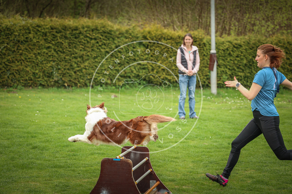 Pfotenfotografie_0L8A9758 | Hundefotografie, Tierfotograf, Pfotenfotografie, Fotoshooting Hund, Hunde Portrait, Hundesport, Hundeportraits, Heideshooting, Hunde, Sportfotograf, Hundefotograf, Turnierhundsport, THS,  - Realisiert mit Pictrs.com