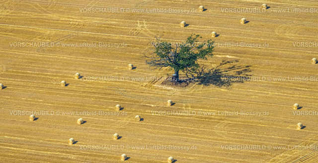 Kamp-Lintfort230706931 | Luftbild, Baum mit Hochsitz auf einem abgemähten Kornfeld, Formen und Farben, Heuballen, Rossenray, Kamp-Lintfort, Ruhrgebiet, Nordrhein-Westfalen, Deutschland