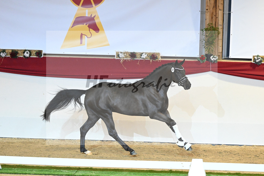 Kat-Nr. 49 Falihandro_Wilbers_1230131 | hf-fotografie - Realisiert mit Pictrs.com