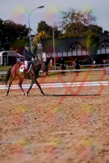 2026_10_03_Siefer-Hof_125735_Z81_46116752 | Professionelle Reitsport-, Turnier- und Eventfotografie von Robert Broda. Galerien mit ausgewählten und bearbeiteten Bildern direkt online ansehen und bestellen.