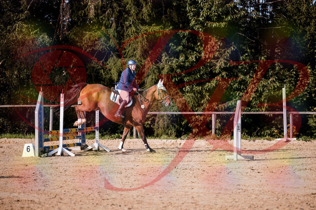 2026_10_03_Siefer-Hof_160653_Z81_88772943 | Professionelle Reitsport-, Turnier- und Eventfotografie von Robert Broda. Galerien mit ausgewählten und bearbeiteten Bildern direkt online ansehen und bestellen.