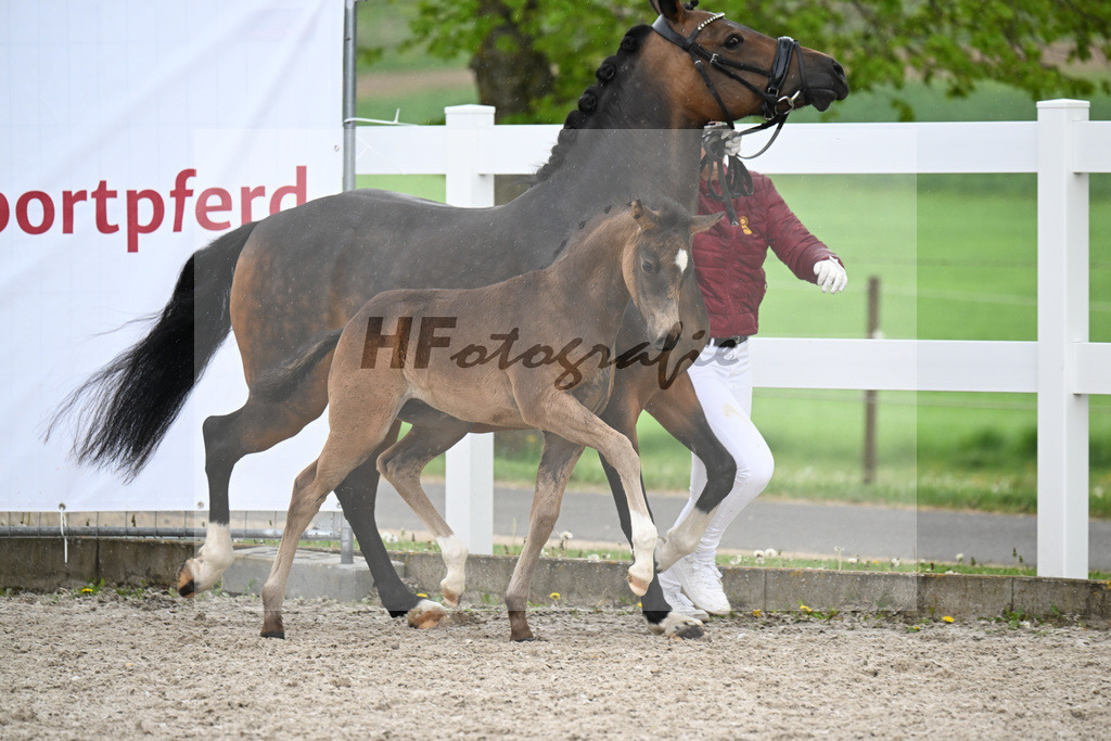 Kat-Nr. 29 SF Gold Garant x Hesselteichs Grimaldi_Bader_23261159 | hf-fotografie - Realisiert mit Pictrs.com