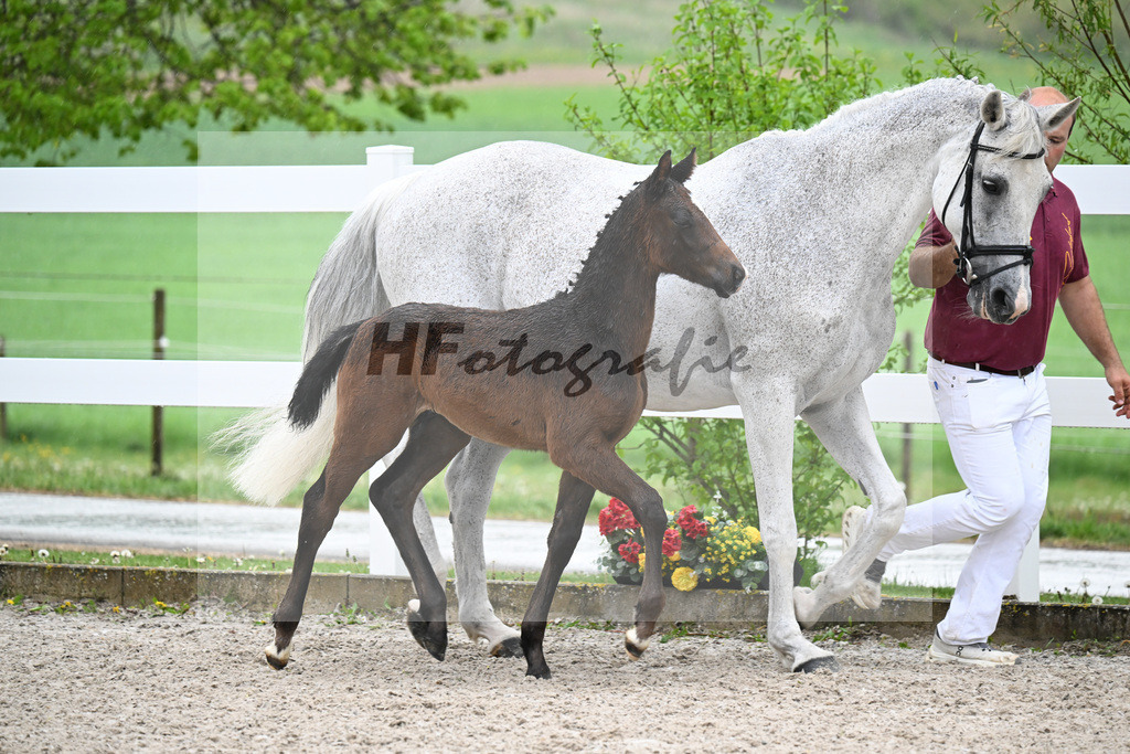 Kat-Nr. 34 HF Coeur de Lion x Powerfee_Herz_23261237 | hf-fotografie - Realisiert mit Pictrs.com