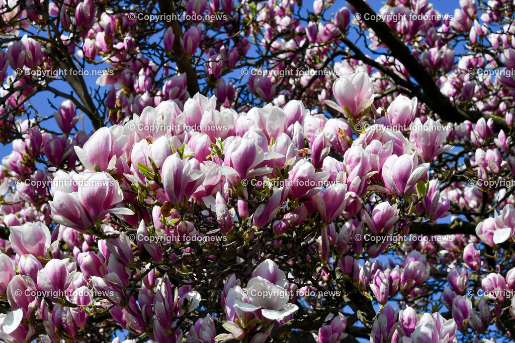 Deutschland_ Baden-Wuerttemberg_ Stuttgart_ 28.03.2025-7 | 28.03.2025, Deutschland, GER, Baden-Wuerttemberg, Stuttgart, im Bild Themenbild, Magnolien, Blueten, Baum, Fruehling, Feature, Symbolbild