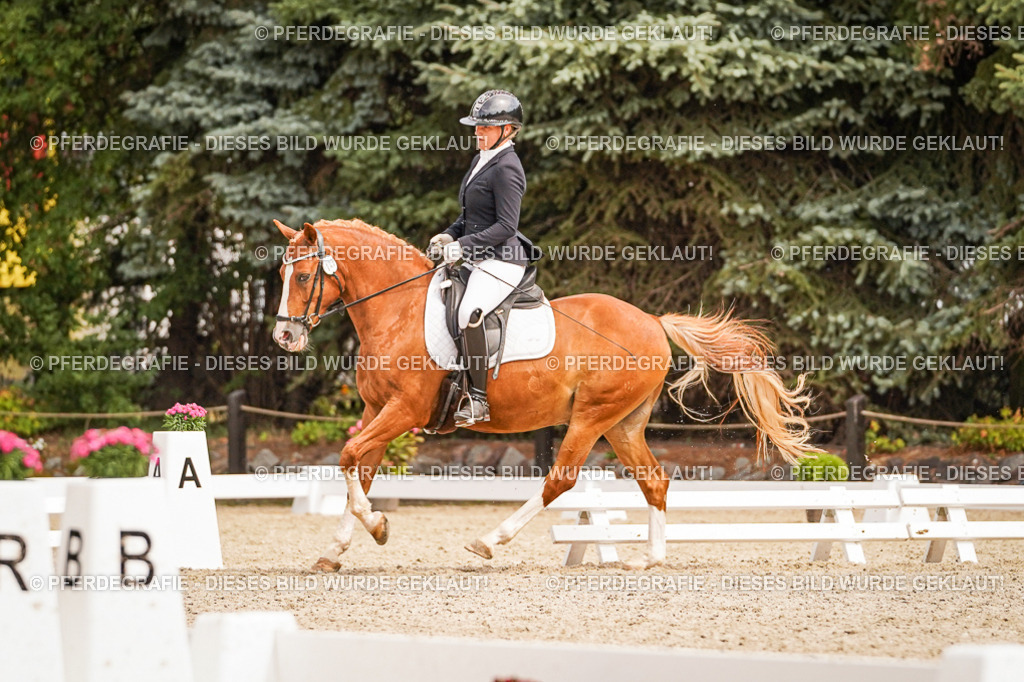 DSC02101 | Pferdegrafie