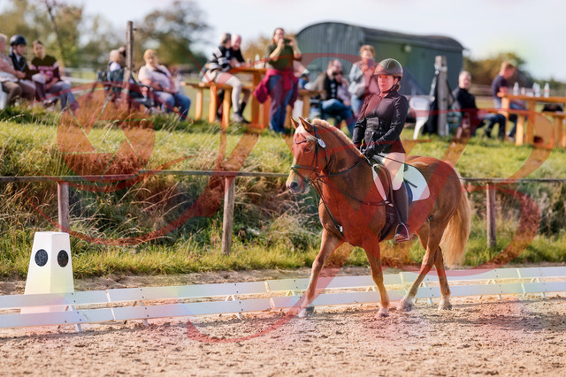 2026_10_03_Siefer-Hof_122309_Z81_23054446 | Professionelle Reitsport-, Turnier- und Eventfotografie von Robert Broda. Galerien mit ausgewählten und bearbeiteten Bildern direkt online ansehen und bestellen.