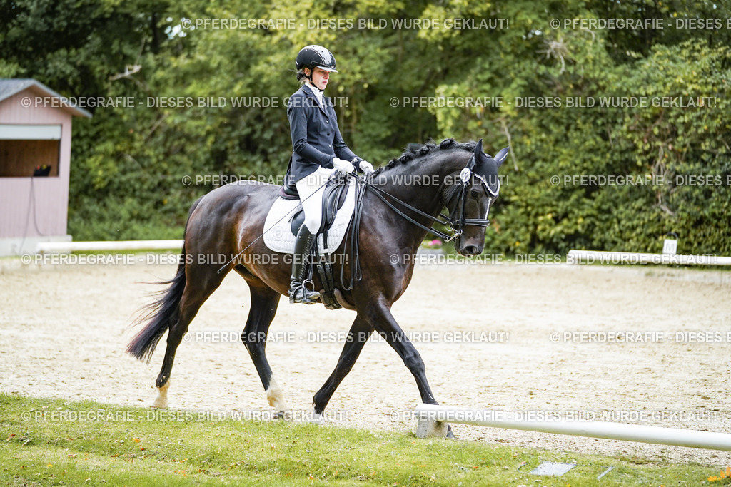 DSC01162 | Pferdegrafie