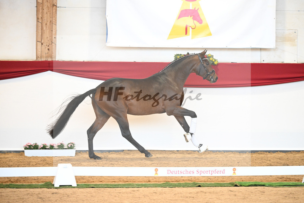 Kat-Nr. 40 Monte Carlo TC x Finest_Gestuet Greim_43230348 | hf-fotografie - Realisiert mit Pictrs.com