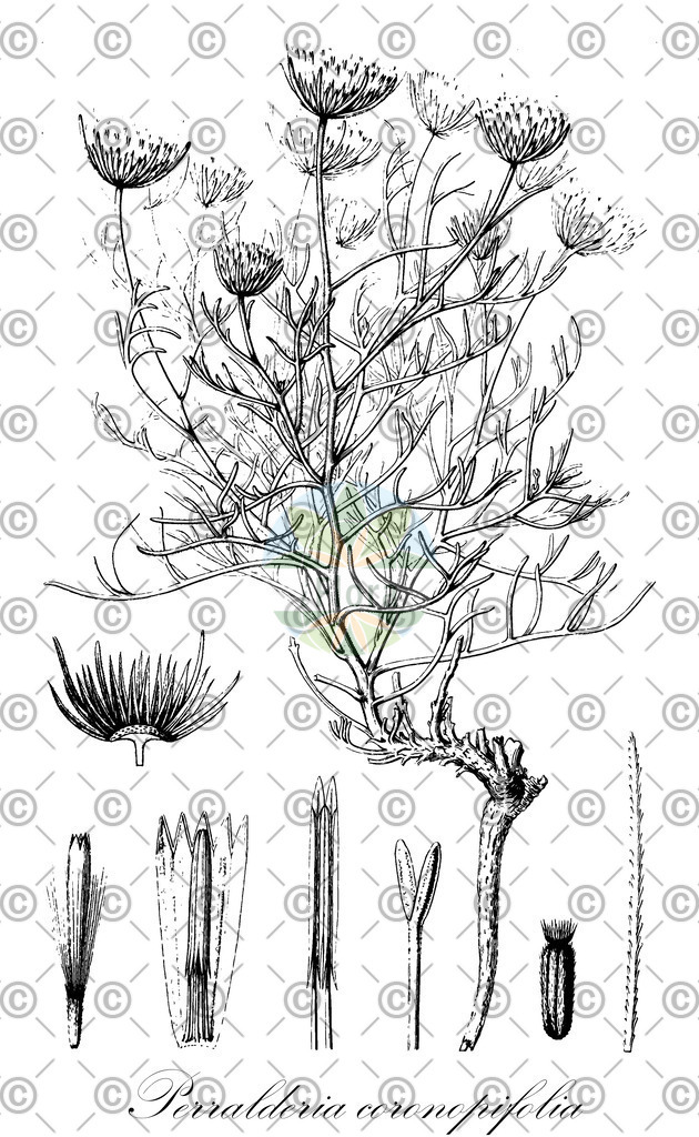 HistAbb_wfo-0000465160_1_ENZY_Simple | Historische Abbildung von Perralderia coronopifolia - Asteraceae | Historical Illustration of Perralderia coronopifolia - Asteraceae