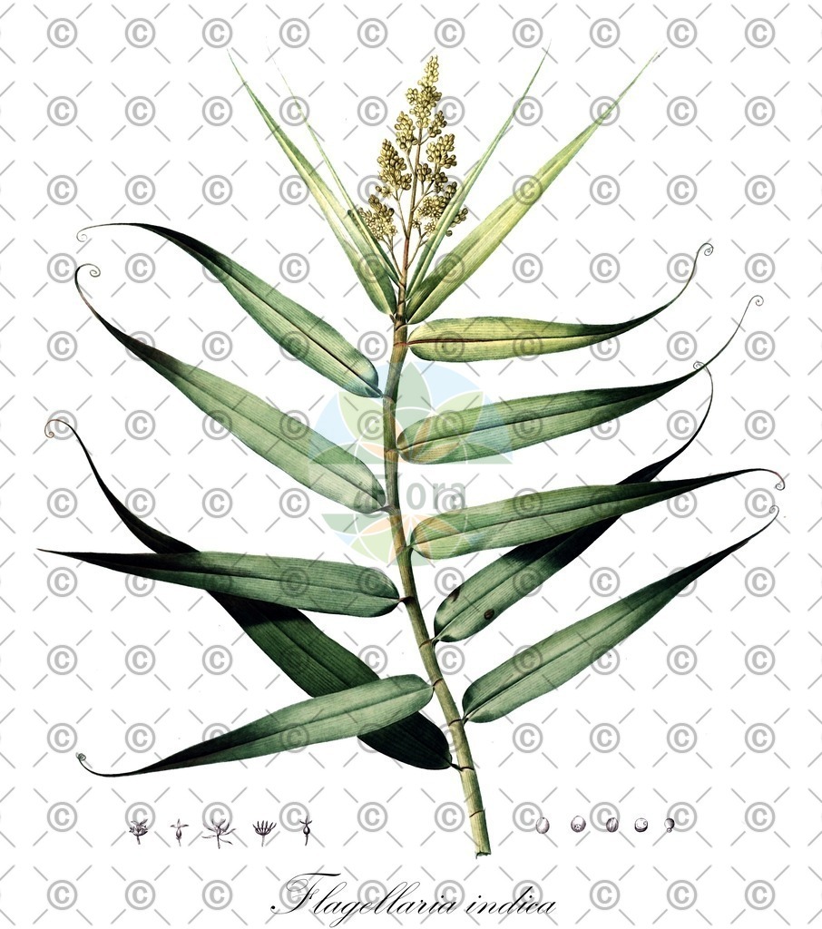 HistAbb_wfo-0000056787_1_ENZY_Simple | Historische Abbildung von Flagellaria indica - Flagellariaceae | Historical Illustration of Flagellaria indica - Flagellariaceae