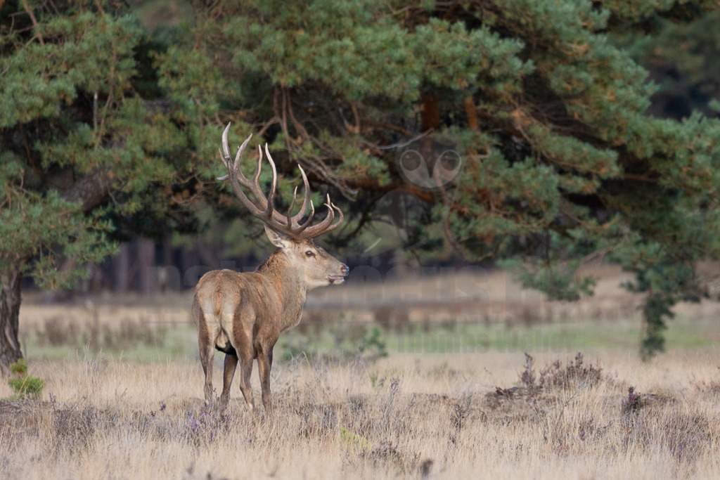 20220925175636 | Der Bildershop von www.natur-focus.de bietet ihnen den einfachen Kauf von Bildmaterial per Download aus allen Bereichen der Natur. In den Galerien finden sie Landschaftsfotos, Tierbilder und natürlich auf Pflanzenfotos. - Realisiert mit Pictrs.com