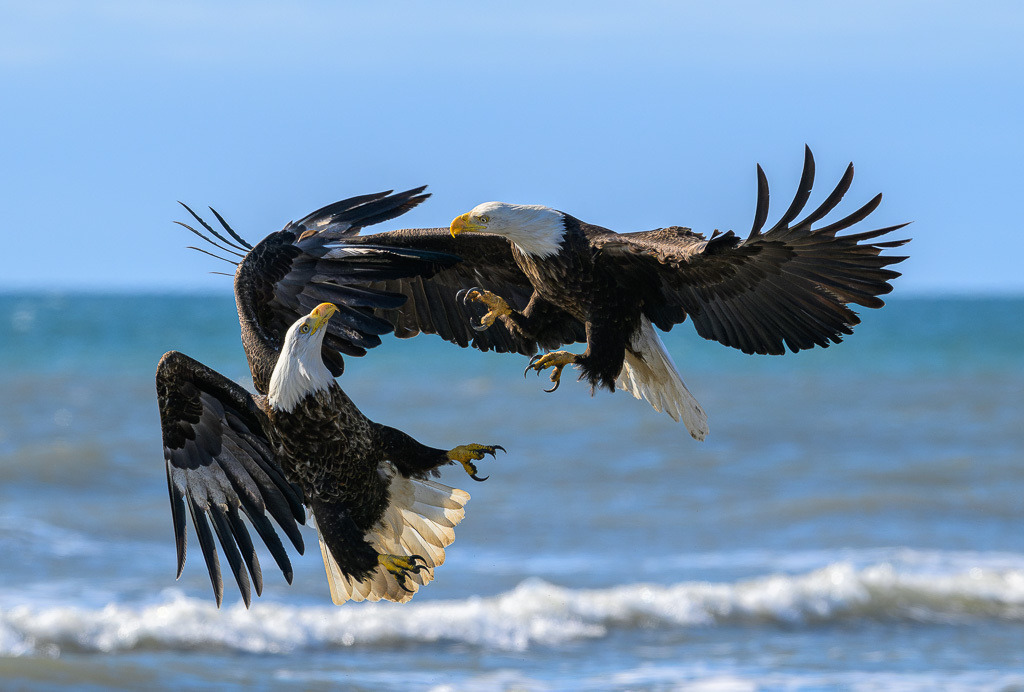 Alaska | Anchor Pont. Weißkopfseeadler am Strand. - Realisiert mit Pictrs.com