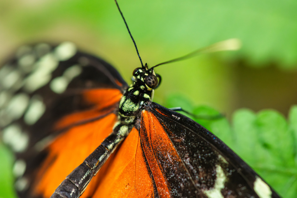 2025_07_09_FEHMARN-LEUCHTTURM+SCHMETTERLINGE_MCP8968 | Hochwertig gedruckte Fotografien für die Wand, als Kalender und zum Verschenken. Hamburg & Norddeutschland und überall wo ich mit der Kamera unterwegs war.