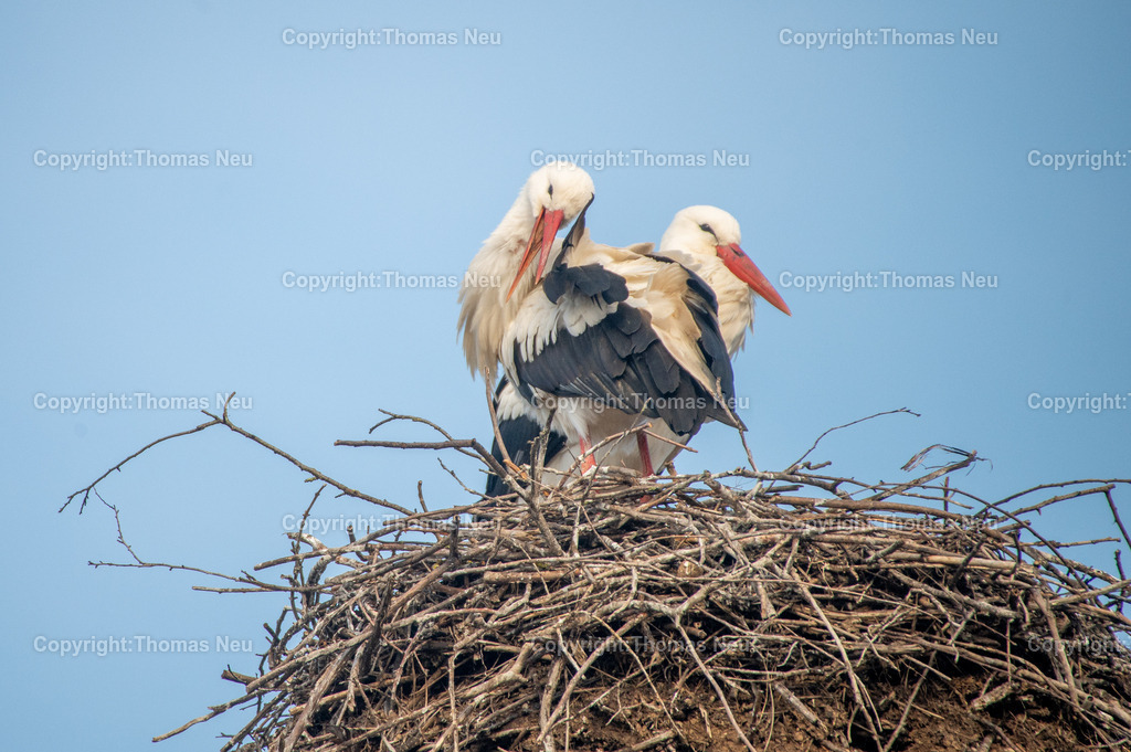 Storchenpaar-Nestbau | Ein Weißstorchenpaar beim Nestbau auf einem Horst. Eindrucksvolle Naturfotografie und Symbol für Frühling und neues Leben an der Bergstraße.