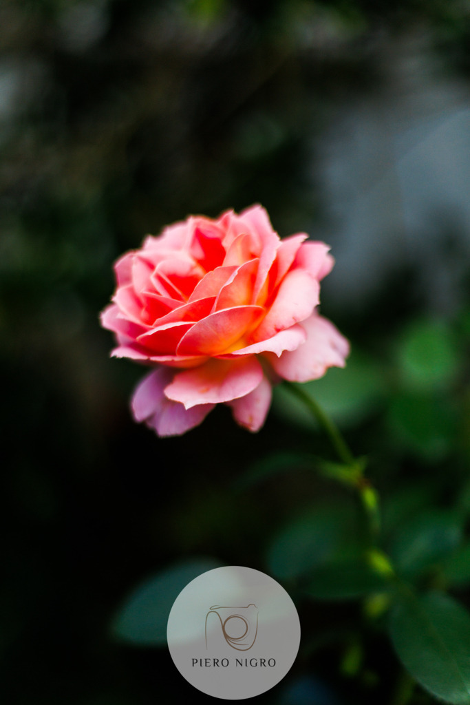 20240906-17-34-26-IMG_1189 | Galleria Dei Moment - Fotografie D' Arte | Wallart | Fotokunst - Realisiert mit Pictrs.com
