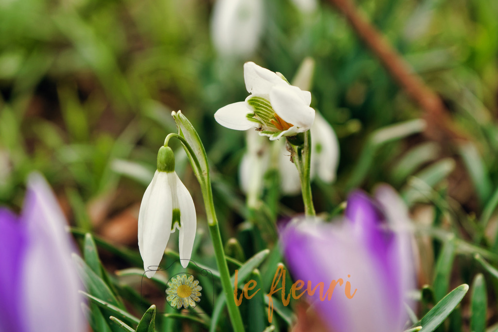 DSC_0198-NEF_DxO_PRIME (1) | Dies ist der Shop von Florian Blum - le fleuri. Langenthal, Bern, SchweizSie können hier meine oder ihre eigenen Fotos als Fotoprodukte kaufen. Tassen, Schlüsselanhänger, Taschen etc. können Sie hier gestalten.  - Realisiert mit Pictrs.com