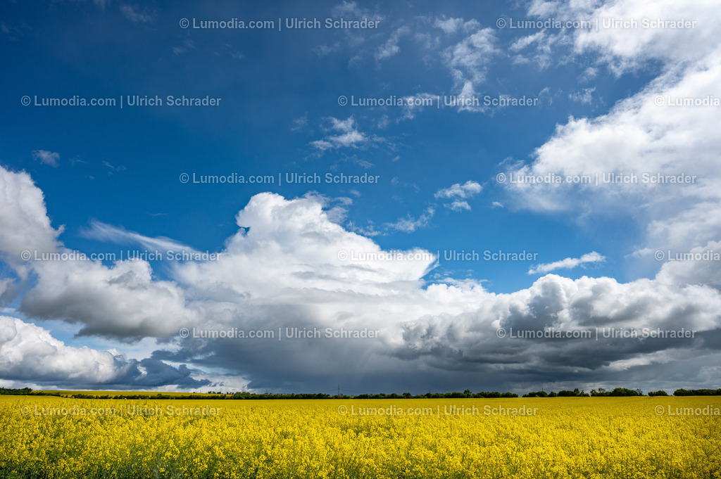 10049-14106 - Frühling am Huy | Stockfoto und Bilderpool mit Bildmaterial aus Deutschland, dem Harz, Halberstadt, Quedlinburg, Wernigerode und weltweit. Qualitativ hochwertige und professionelle Fotos anschauen und kaufen. - Realisiert mit Pictrs.com