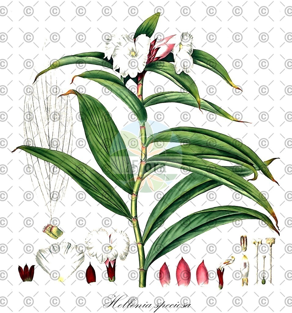 HistAbb_wfo-0000439501_1_ENZY_Simple | Historische Abbildung von Hellenia speciosa - Costaceae | Historical Illustration of Hellenia speciosa - Costaceae