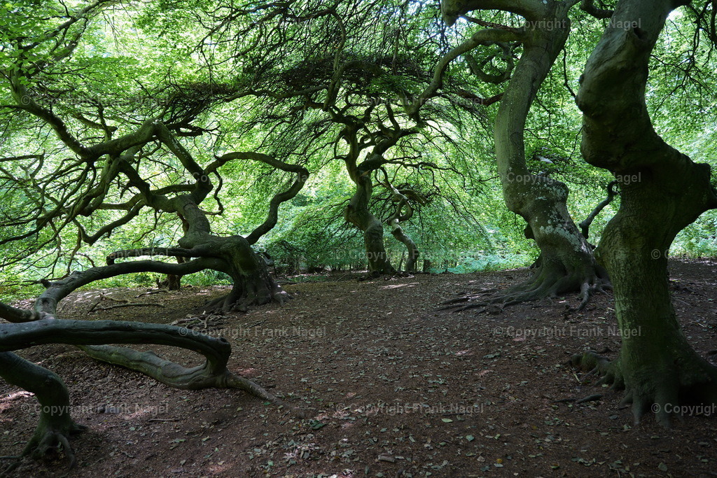 Hexenwald im Waldpark Semper | Der Hexenwald befindet sich auf der Insel Rügen im Ort Lietzow im Waldpark Semper und besteht aus Krüppel- bzw. Süntelbuchen.  - Realisiert mit Pictrs.com