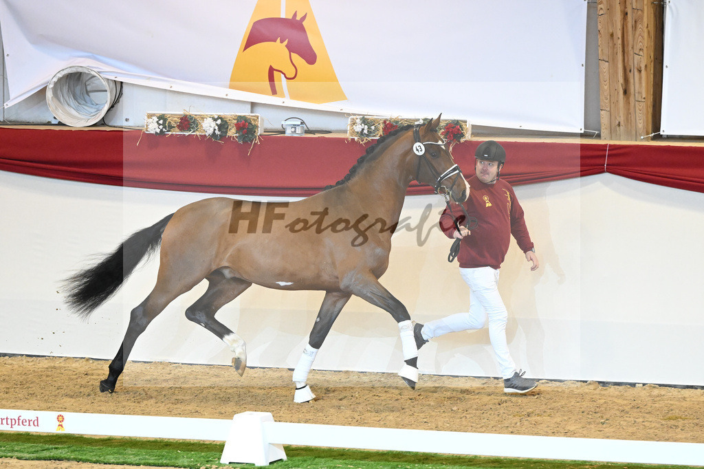 Kat-Nr. 43 Don Schufro_Raumanns_1230226 | hf-fotografie - Realisiert mit Pictrs.com