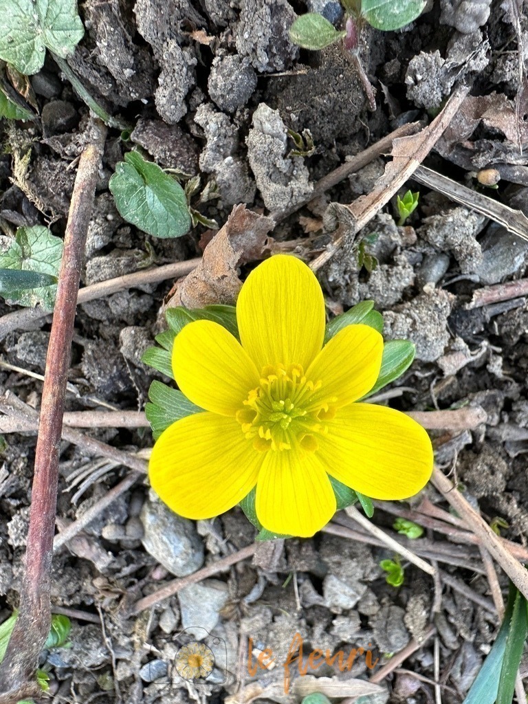 Schadaupark | Dies ist der Shop von Florian Blum - le fleuri. Langenthal, Bern, SchweizSie können hier meine oder ihre eigenen Fotos als Fotoprodukte kaufen. Tassen, Schlüsselanhänger, Taschen etc. können Sie hier gestalten.  - Realisiert mit Pictrs.com